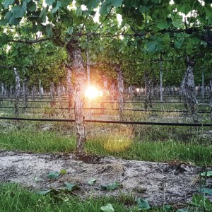 Winemaker-on-song-Highlife-Magazine-www.highlifemagazine.net