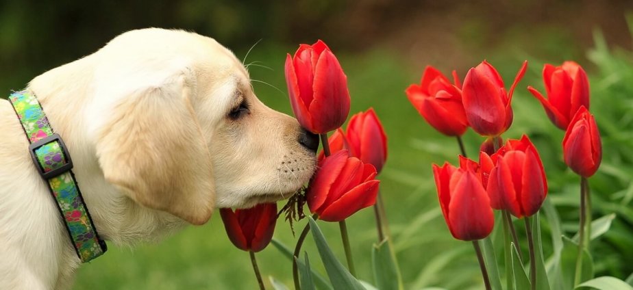 dog carnival of flowers